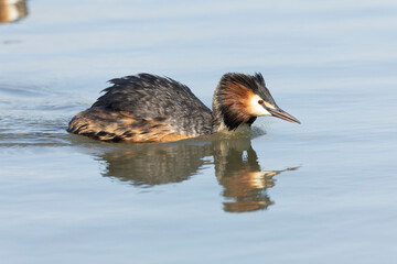 Great Crested Grebe Podiceps cristatus..