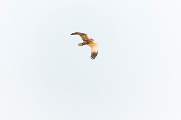 Marsh Harrier, Circus aeruginosus