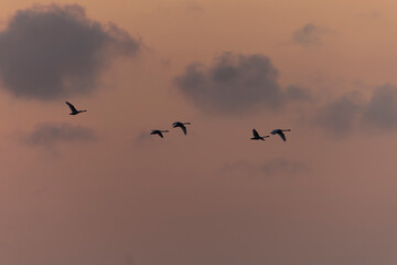 Mute Swan, Cygnus olor