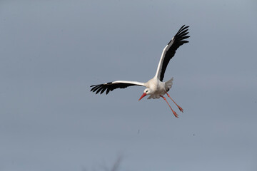 White Stork, Ciconia ciconia