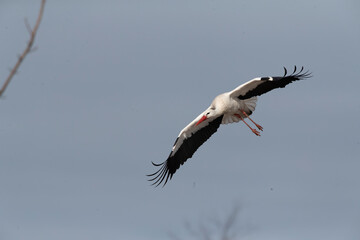 Obraz premium White Stork, Ciconia ciconia