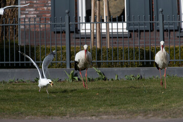 White Stork, Ciconia ciconia