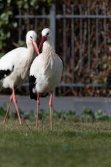 White Stork, Ciconia ciconia