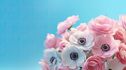 Bouquet of pink and white anemones on blue background