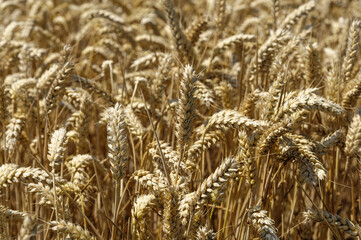 Golden wheat field in summer. Close up view of wheat.