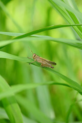 closeup the green brown grasshopper hold on corncob plant leaf in the farm soft focus natural green brown background.