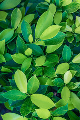 Obraz premium Green leaves background. Fresh tropical Green leaves panoramic wallpaper. Calm peaceful serene greenery lush foliage. Summer plants texture abstract nature pattern background. Spa wellbeing meditation