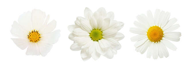Set of different white flowers (daisy, chrysanthemum, cosmea) isolated on white or transparent background. Top view. - 639372317