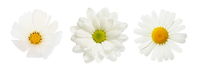 Set of different white flowers (daisy, chrysanthemum, cosmea) isolated on white or transparent background. Top view.