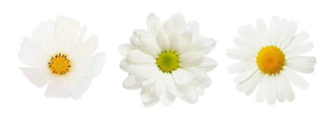 Gartenposter Set of different white flowers (daisy, chrysanthemum, cosmea) isolated on white or transparent background. Top view. © Ortis