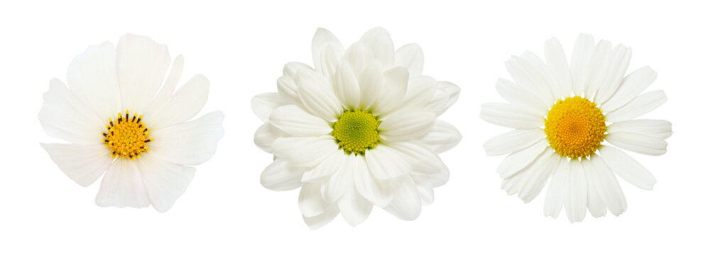 Fototapeta Set of different white flowers (daisy, chrysanthemum, cosmea) isolated on white or transparent background. Top view.
