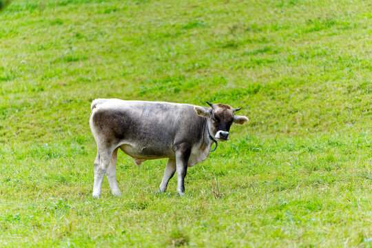 Young horned bull on meadow at Swiss City of Zürich on a cloudy summer day. Photo taken August 25th, 2023, Zurich, Switzerland.