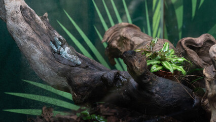 Photo shoots from the Genoa Aquarium.