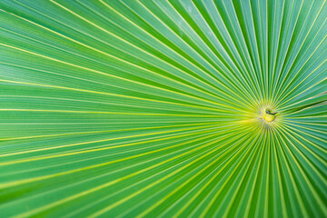 Close up of palm leaf. Beautiful abstract nature macro view, fresh green lush texture natural tropical green leaf. Exotic tropical Mediterranean summer mood, vacation vibes. Tranquil relaxing plant