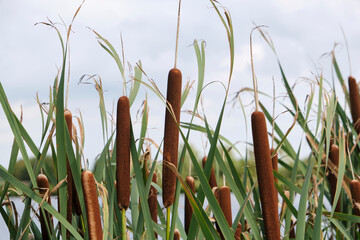 Brown bulrushes, cattails or typha latifolia with green leaves in front of water on a sunny day. Typha latifolia in late summer.