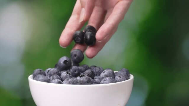Woman's hand takes and puts berry ripe selected blueberries from plate with whole crop of juicy blueberries. Women's hands take blueberries from plate. Against background green background of garden.