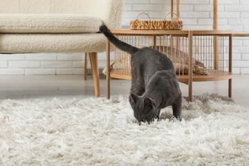 Cute British cat on carpet in living room at home