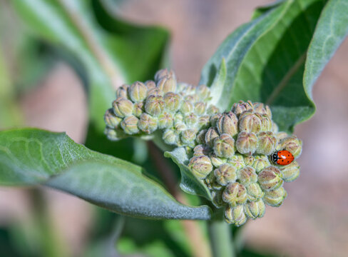 Ladybug on Budding Showy Milkweed Plant