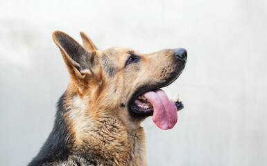 A male German shepherd bites a man by the hand.