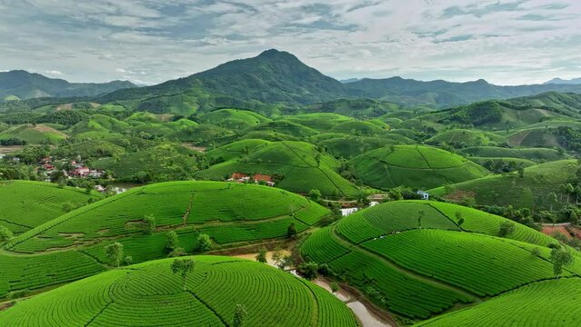 Aerial drone flight backward over Long Coc tea hill, Phu Tho province, Vietnam

