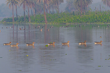 A flock of Greylag Goose