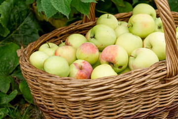 Large basket with fresh apples, autumn orchard harvest