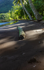 Tronc de cocotier sur sable noir de la baie d'Opunohu à Moorea 