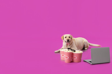 Cute Labrador dog with laptop, buckets of popcorn and 3D cinema glasses lying on purple background