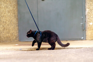 A black cat on a leash shows its tongue