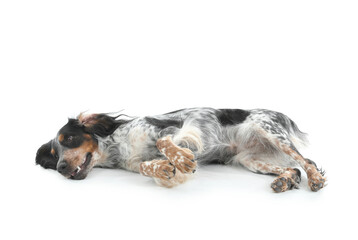 Cute cocker spaniel dog lying on white background