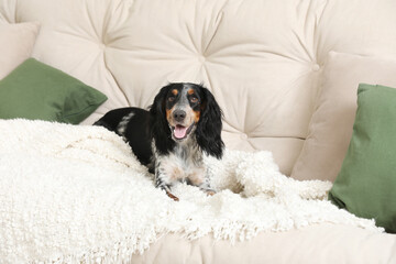 Cute cocker spaniel dog lying on sofa in living room