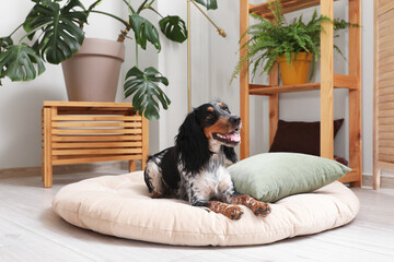 Cute cocker spaniel dog lying in pet bed at living room - Powered by Adobe