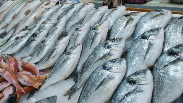 Various raw fish ready for sale at the market. Sea bream, sea bass, red mullet fishes and other laid out on ice