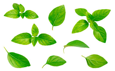 Fototapeta premium Cut out fresh green basil leaves isolated on white background. With clipping path. Spice for cooking, plant, herb, ingredient for dish. Food concept. Elements for design, mockup