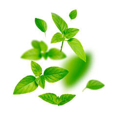 Cut out flying fresh green basil leaves isolated on white background. With clipping path. Creative food levitation concept. Mockup. Spice for cooking, plant, herb, ingredient for dish