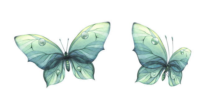 A blue, turquoise butterflies with a beautiful pattern on its wings, flying. Watercolor illustration hand drawn. Set of isolated objects on a white background