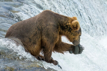 Brown Bear showing paw at Brooks Falls in Alaska