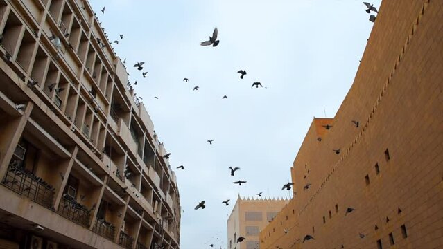 Saudi Arabia view of the old town near  a historical castle in Riyadh city with pigeons flying over and palm trees