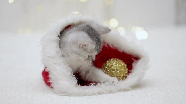 gray kitten lies in a santa claus hat