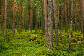 natural landscape, pine boreal forest with moss undergrowth, coniferous taiga with mossy rocks