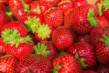 picked fresh ripe strawberries close up