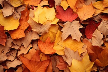 Fallen autumn leaves, fall season background