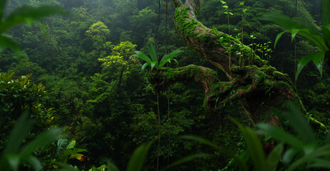 Tropical rainforest in Central America