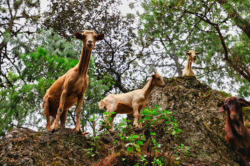 Wild goats in the forest 