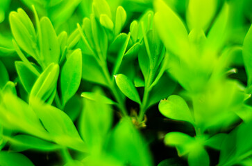 A photo of a juicy background made of green leaves of a decorative plant