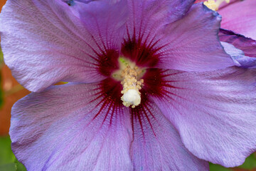 Hibiskus © Karsten
