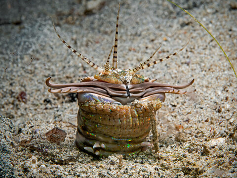 Bobbit Worm at night (Eunice aphroditois)