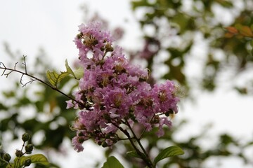 pink flowers on a tree