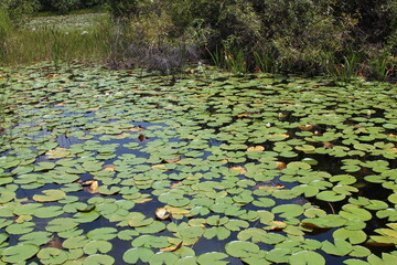 lily pads in the lake