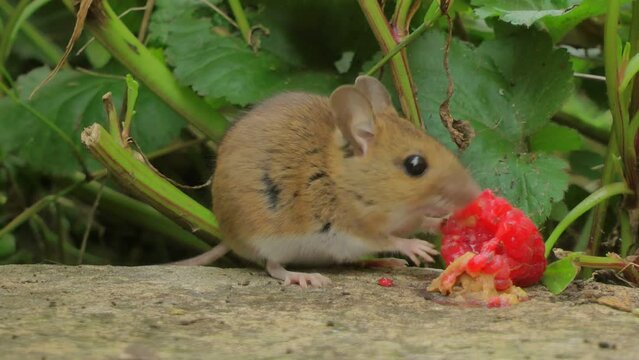50fps. Wild mouse eating a raspberry in a garden.